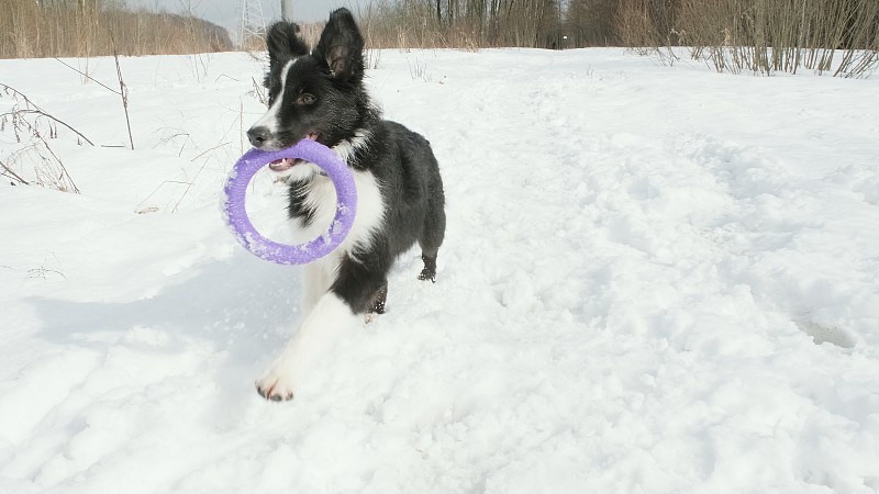 奔跑的边境牧羊犬小狗，牙齿上叼着一个飞盘环