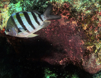 A sergeant major guards its eggs