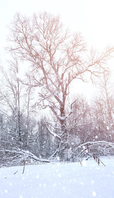 冬天的风景被雪覆盖了大片。冬天在公园里