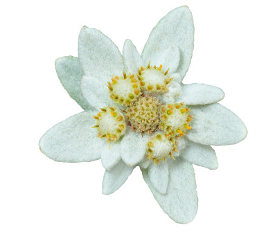 雪绒花