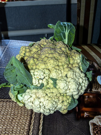 桌上的花椰菜，是一种园林植物，其拉丁名字是甘蓝