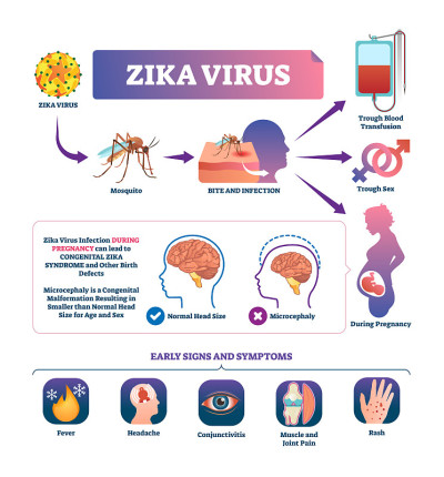 Zika virus vector illustration. Labeled mosquito b