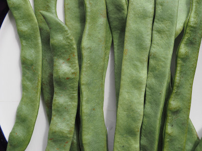 mangetout 豌豆豆类蔬菜