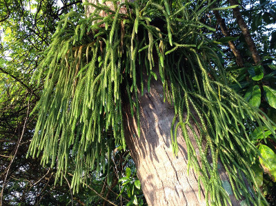 野生蕨类植物
