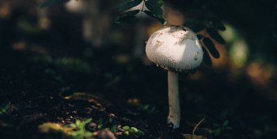 小白蘑菇