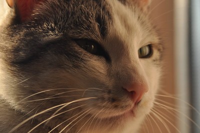 一只猫的肖像。狂野的眼睛和长长的胡须。