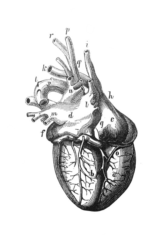 人的心脏结构在旧书人体，由K.博克，1870年，圣彼得堡