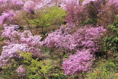 日本杜鹃花盛开