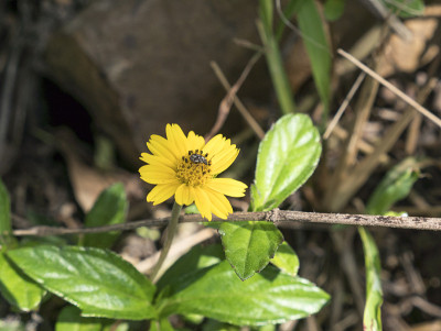 美丽盛开的黄色新加坡dailyflower (Wedelia trilobata(L.)花粉上有昆虫