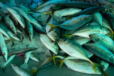 Different kinds of fresh fishes for sale on the fi