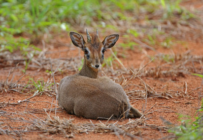 柯克是Dikdik