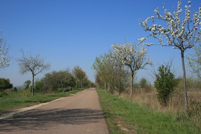 长乡间小路