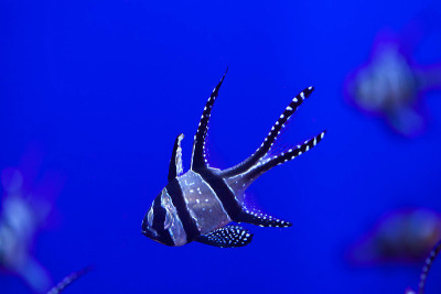 骄傲的鲤鱼(Pterapogon kauderni)。