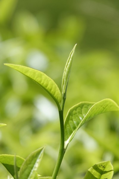 高原的绿茶嫩芽和嫩叶