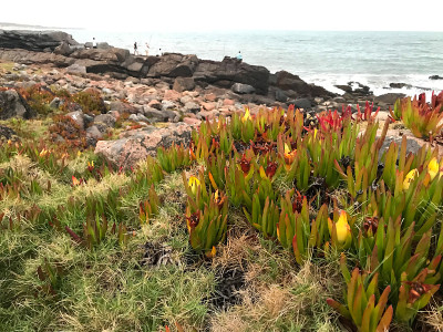 马尔多纳多的Punta colorado的岩石海岸景观