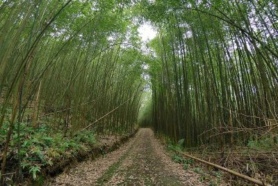 竹林