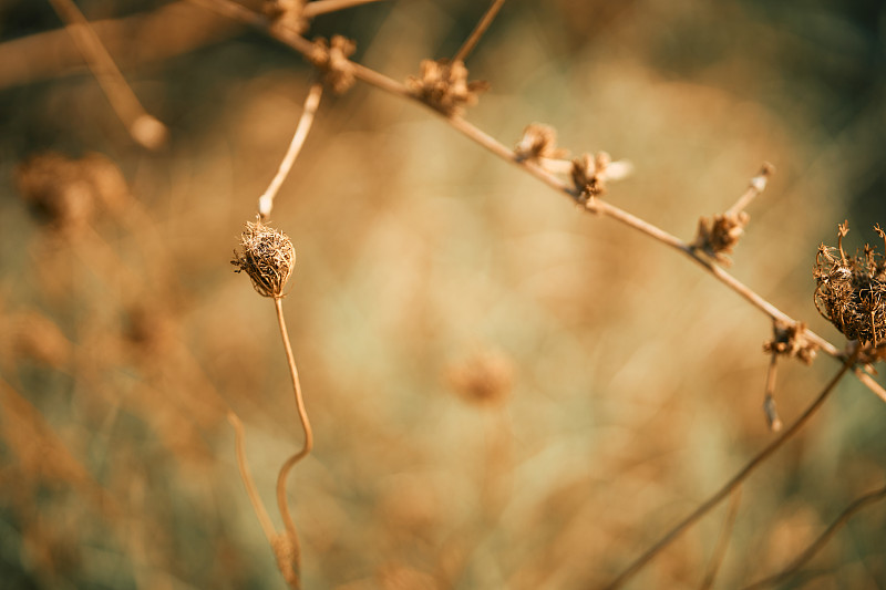 Close-Up Of Golden Queen Anne's Lace Or Daucus Car