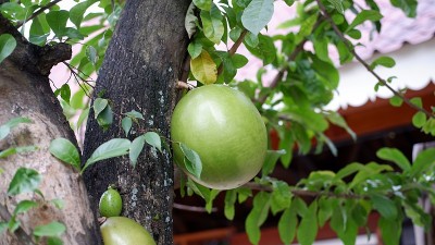 鹅肉marmelos或巴尔果