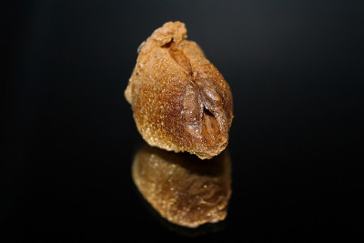 一个螳螂卵鞘的正面视图，在黑色的背景上有一个独立的镜像反射