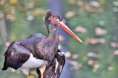 澳大利亚waterbird