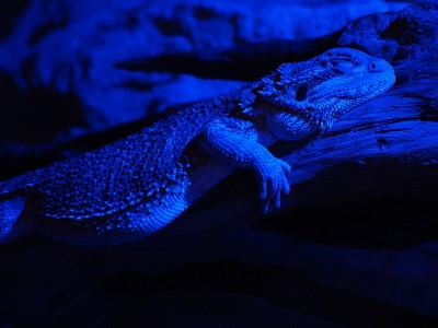 在饲养箱中睡觉的长须龙(Pogona vitticeps)