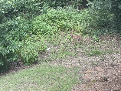 野外双胞胎