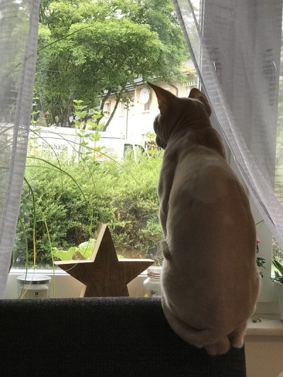 Sphynx