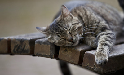 猫