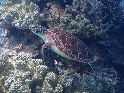 游得优美的海龟