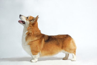 狗