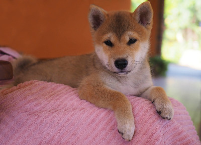 柴犬小狗看起来像一只小狐狸