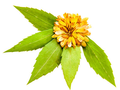 集干压散的绿叶和孤立的黄花与阴影的油画插图。照片处理