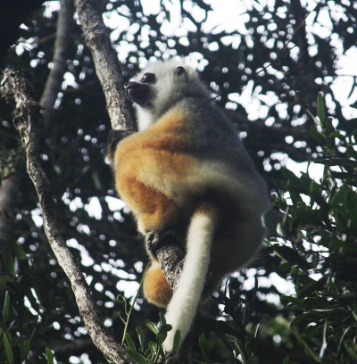 Sifaka