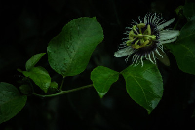 百香果花