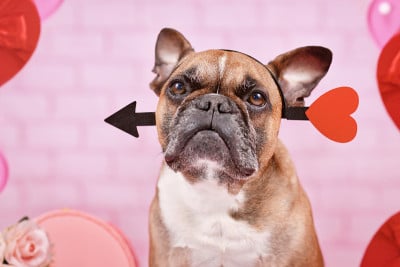 法国斗牛犬，情人节爱箭头带