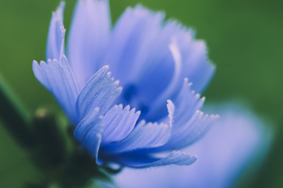 自然界的菊苣花