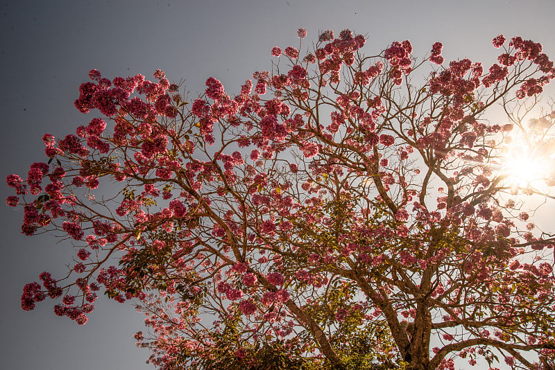 桃花心木(Tabebuia impetigenosa)