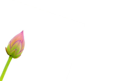 莲花的蓓蕾