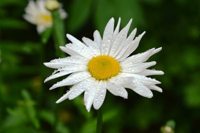 野花