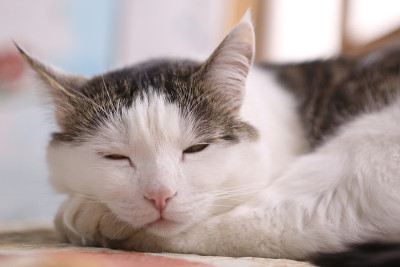 宁静安静的猫在晚餐结束后打盹
