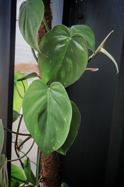 喜林芋叶