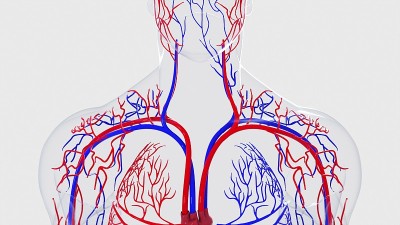 从头到脚的人体循环系统解剖，电脑生成。3d渲染血管。科学背景