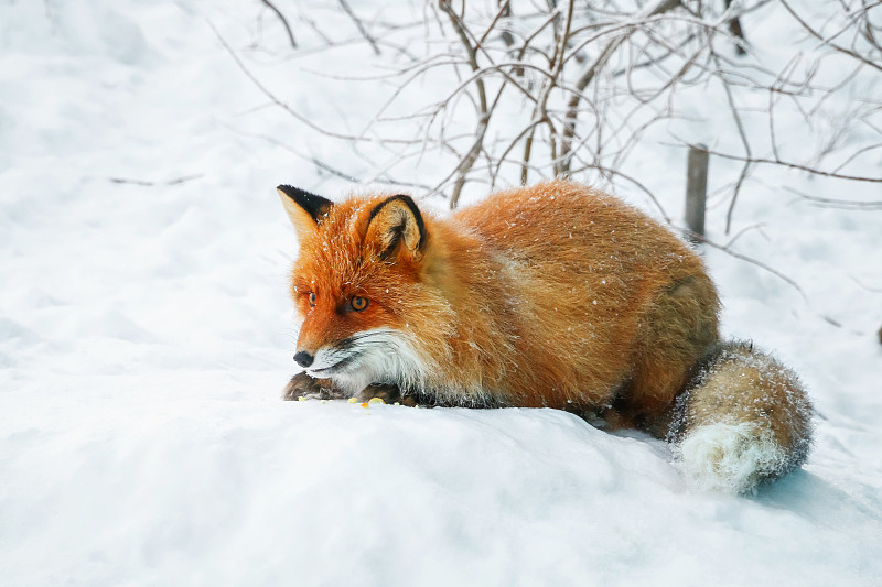 雪地里的红狐狸