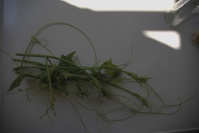 种植佛手瓜
