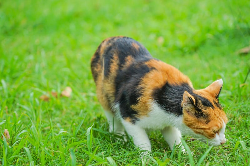 龟甲猫依偎在大草原上