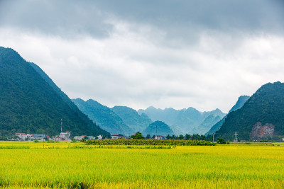 越南朗松BacSon的稻田