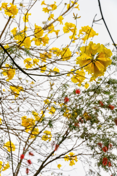盛开的瓜亚坎或手花菊花或金钟树