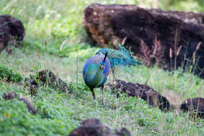 成年雄性绿孔雀或爪哇孔雀(Pavo muticus)