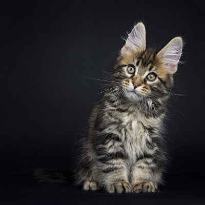 经典的棕色虎斑缅因猫/小猫坐直孤立在黑色背景