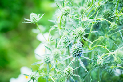 花园里盛开的蓝扁豆